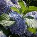 Summer Light on Hydrangeas