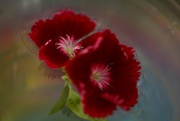 4th Jul 2025 - Dianthus~~~~~