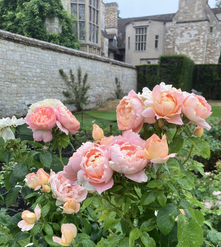 Roses in gentle rain. by foxes37