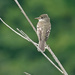 Willow Flycatcher