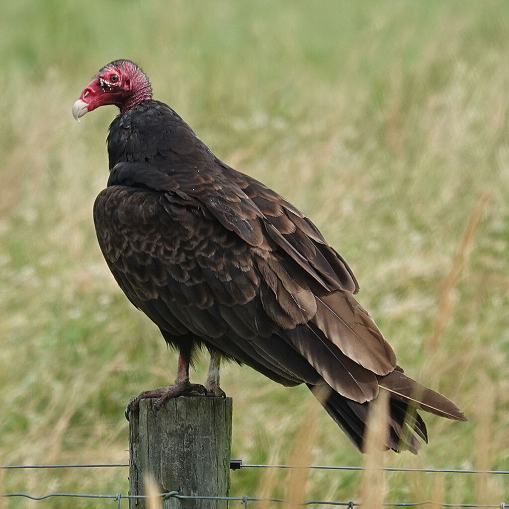 Turkey Vulture by annepann