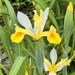 Irises