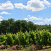 Loire Vineyard