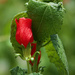 Turk's Cap