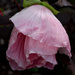 Swamp Rose Mallow