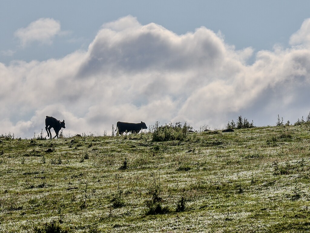 Mom and Calf by corinnec