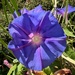 Morning Glories