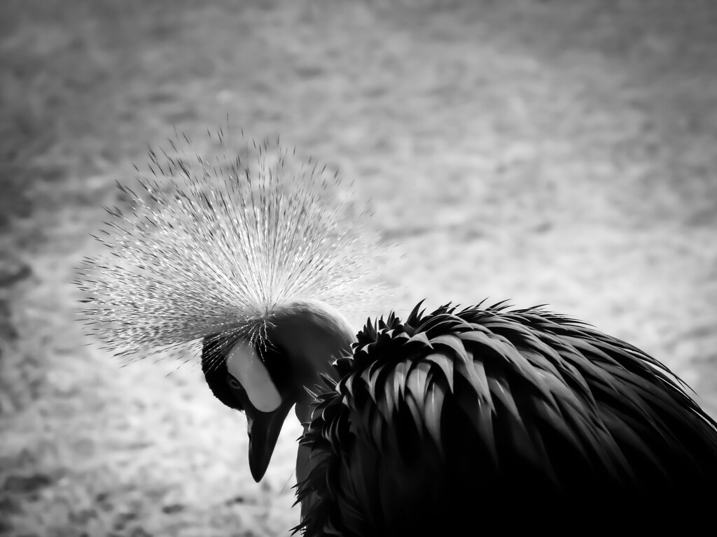 bird at the zoo... by northy