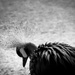bird at the zoo...