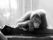 4th Jul 2025 - orangutan
