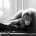 orangutan
