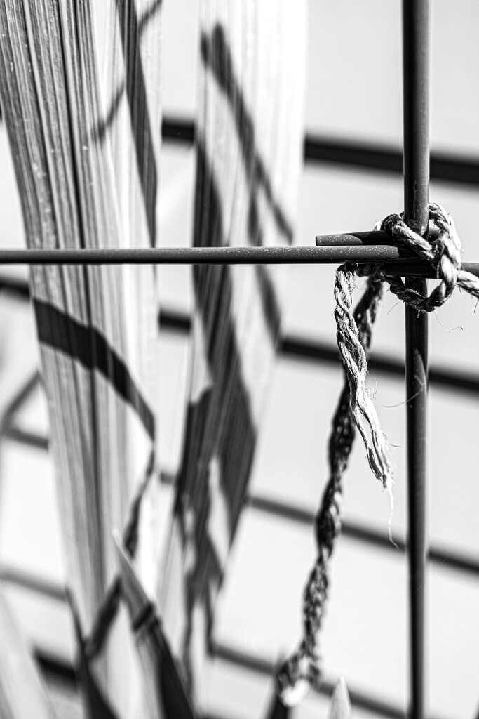 Knot by cristinaledesma33