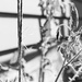 Vining trellis for tomatoes