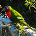 Rainbow Lorikeet ~
