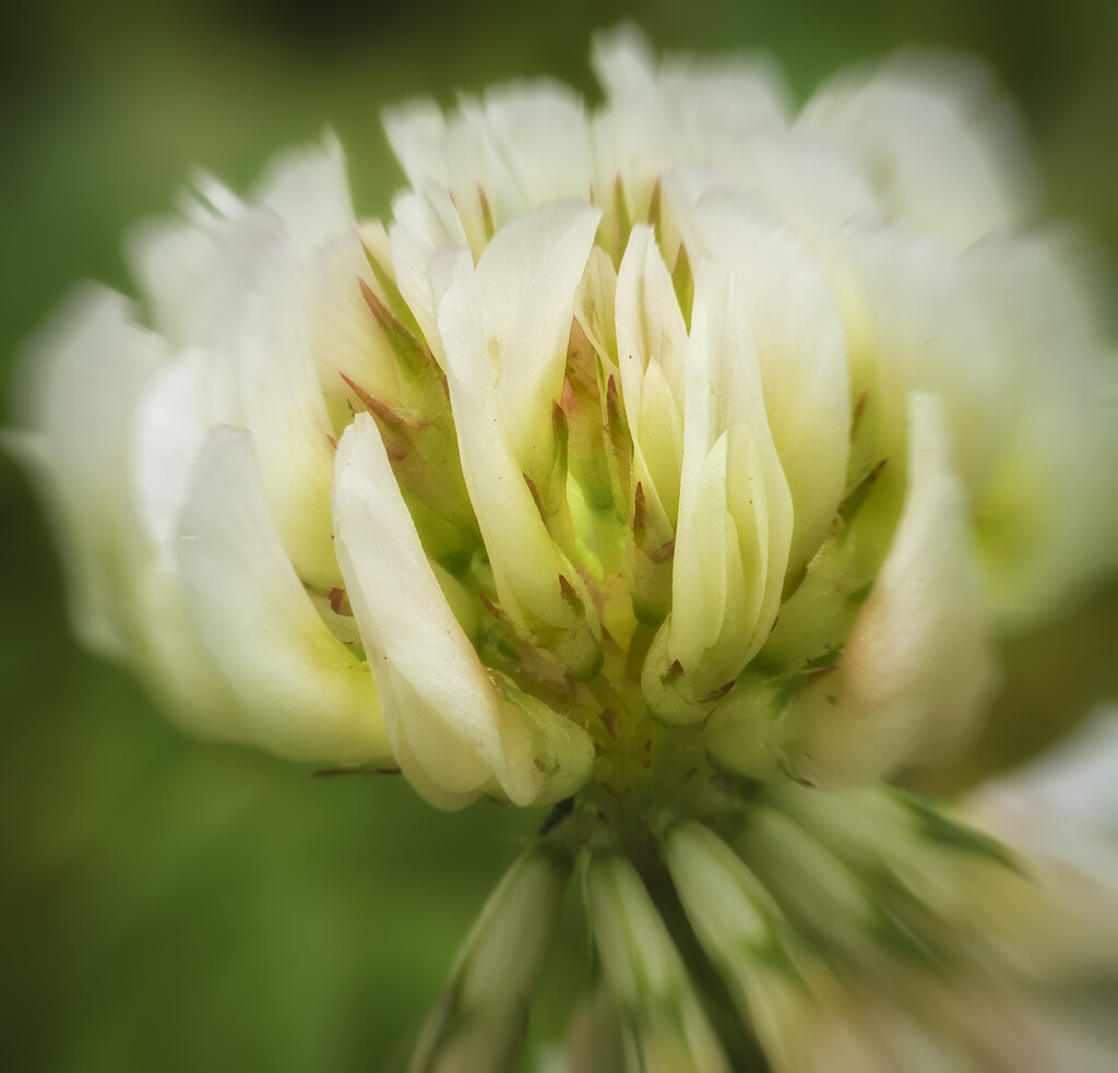 Clover by cdcook48