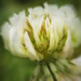 Clover
