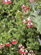 4th Jul 2025 - Flowering plants 