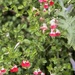 Flowering plants 