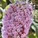 Summer lilac & busy bees