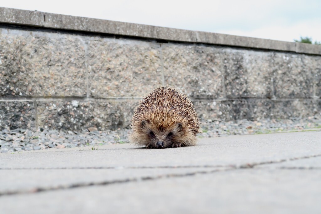 Hedgie Hedgehog by jamibann