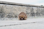 5th Jul 2025 - Hedgie Hedgehog