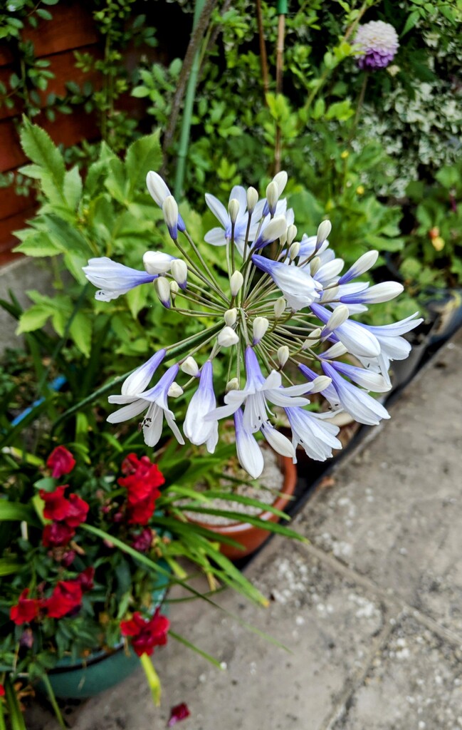 Agapanthus  by nickrh14