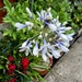 Agapanthus 