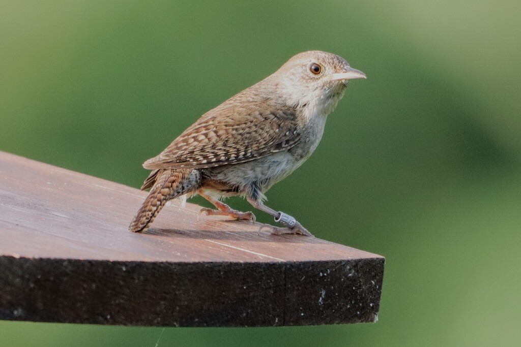 Northern House Wren by princessicajessica