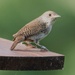 Northern House Wren