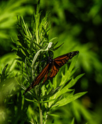 4th Jul 2025 - Monarch
