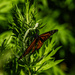 Monarch