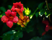 4th Jul 2025 - Trumpet flower