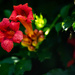Trumpet flower