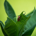 Red milkweed beetle