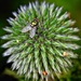 Echinops & Friend