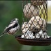 Happy to see this little bird