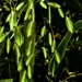 Sea Oats