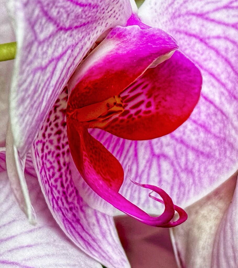 Curling Orchid  by rensala