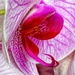 Curling Orchid 