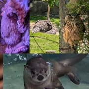 17th Jun 2025 - Animal Alphabet-O