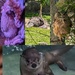 Animal Alphabet-O