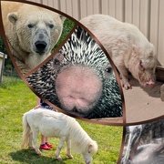 18th Jun 2025 - Animal Alphabet -P