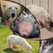 Animal Alphabet -P