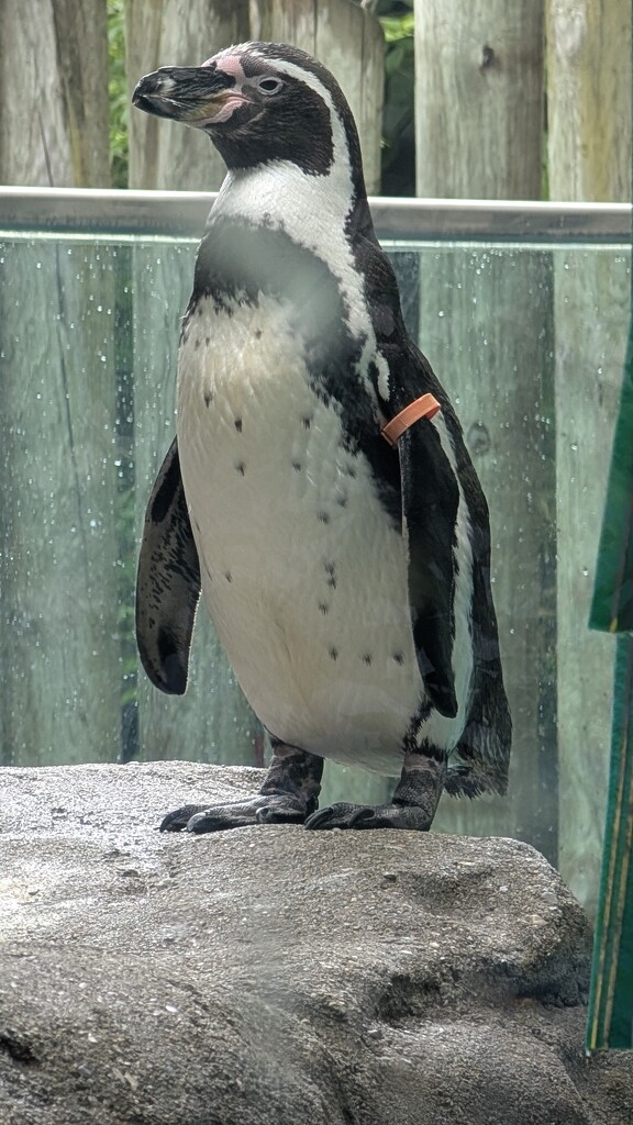 Animal Alphabet, P, part 2 by photogypsy