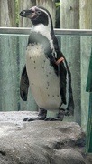 19th Jun 2025 - Animal Alphabet, P, part 2