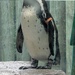 Animal Alphabet, P, part 2