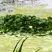 Single water lily flower