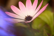 5th Jul 2025 - Daisy and the colour purple~~~