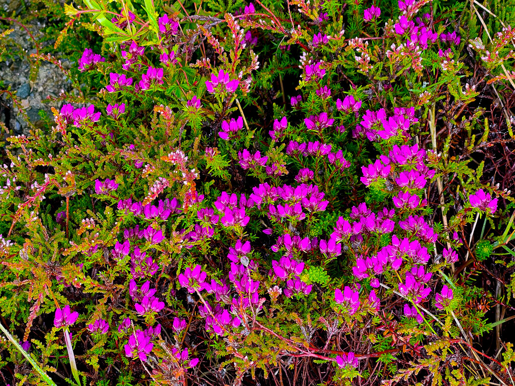 Bell Heather by lifeat60degrees