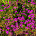 Bell Heather